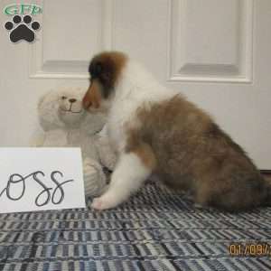 Ross, Collie Puppy